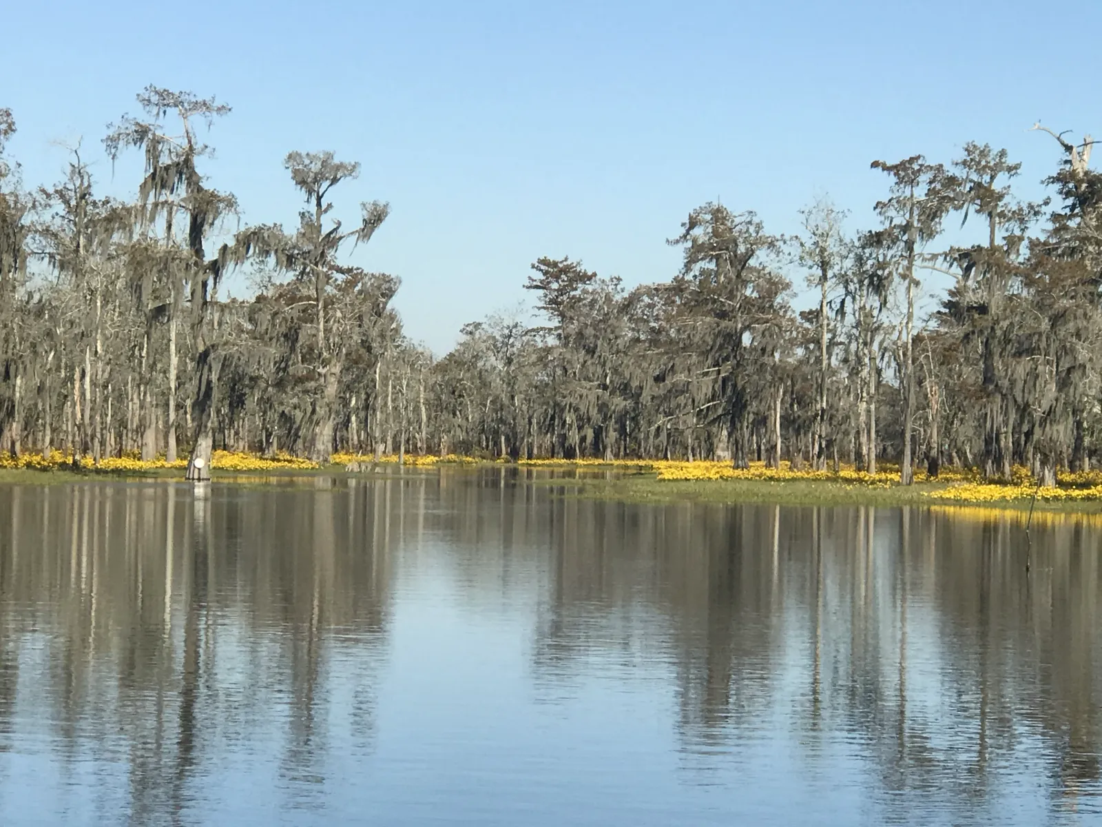 Cypress wetlands at a Lamar coastal restoration and flood protection site